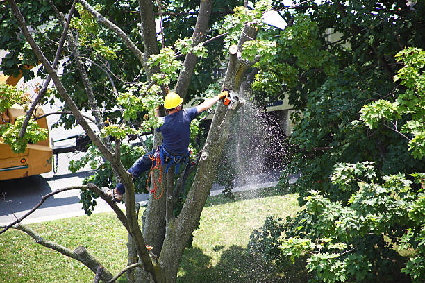 Best Leaf Removal  in Annapolis Neck, MD